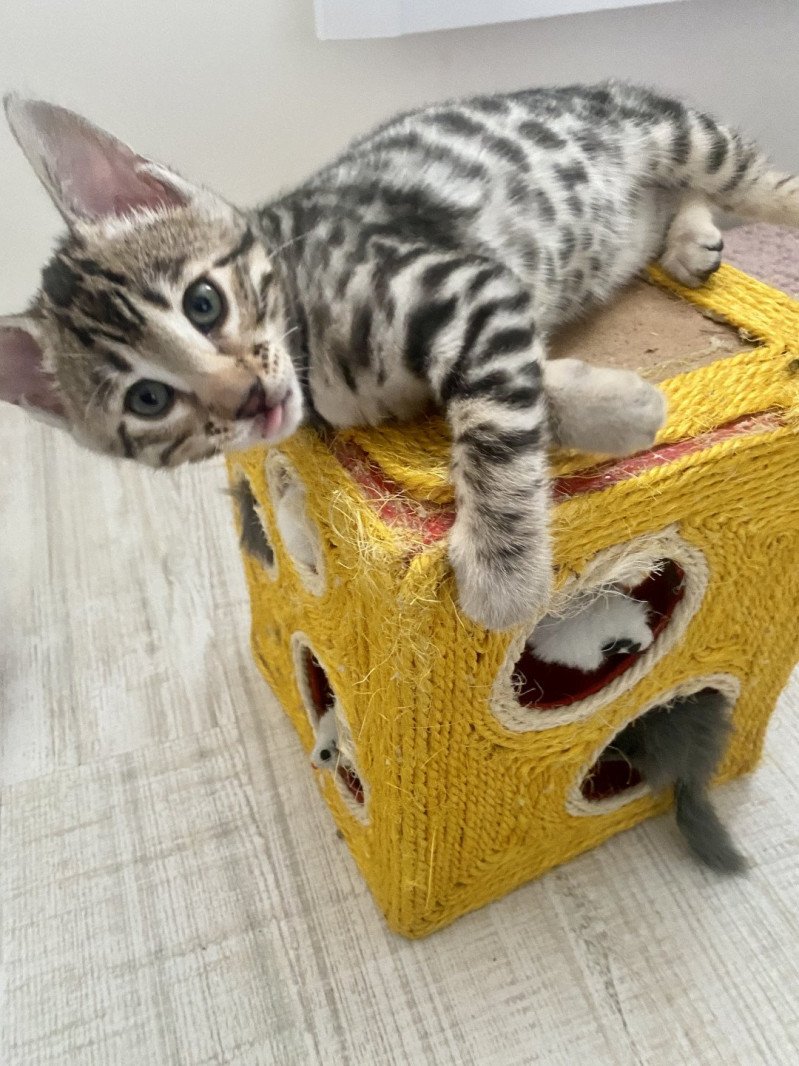 1er chaton (Portée Pixelle ❤ Niño) - Femelle Femelle Bengal 1er chaton (Portée Pixelle ❤ Niño) - Femelle Femelle Bengal