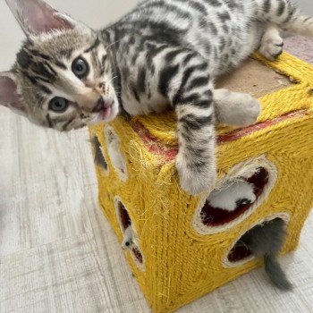 chaton Bengal Chatterie du moulin d’André chaton Bengal Chatterie du moulin d’André
