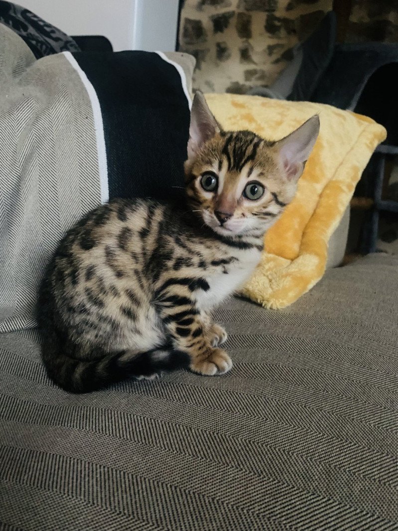 2e chaton (Portée Pixelle ❤ Niño) - Femelle brown spotted / rosettes Femelle Bengal
