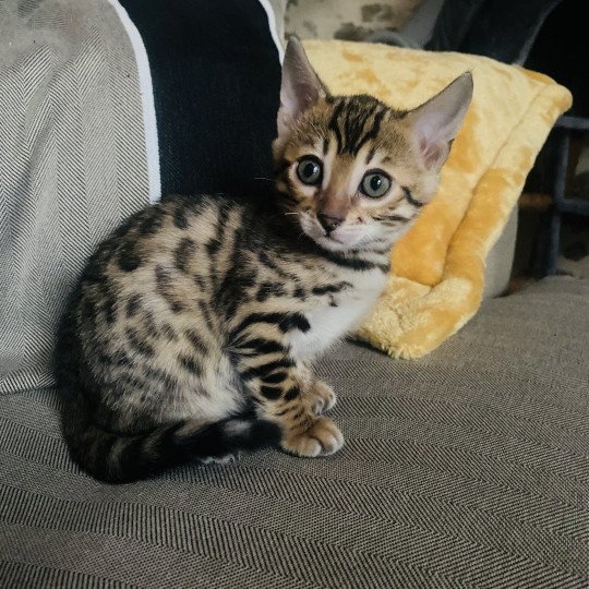 2e chaton (Portée Pixelle ❤ Niño) - Femelle brown spotted / rosettes Femelle Bengal