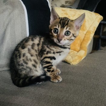 chaton Bengal brown spotted tabby Chatterie du moulin d’André chaton Bengal brown spotted tabby Chatterie du moulin d’André