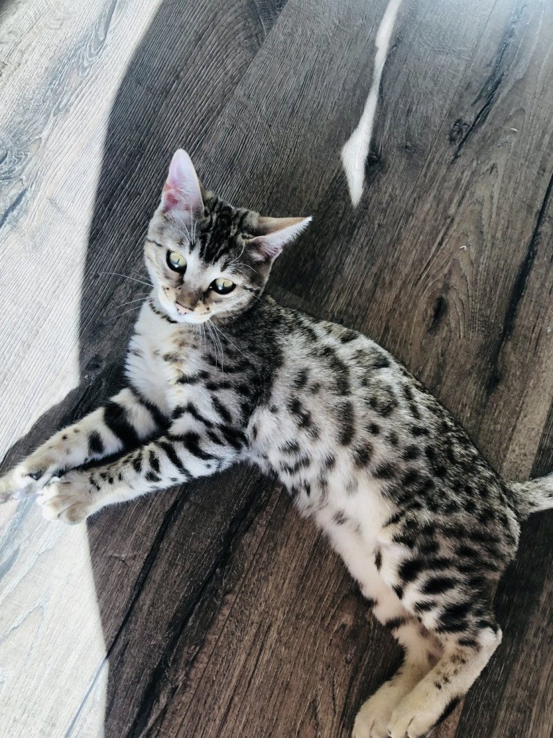 Pixelle Femelle Bengal